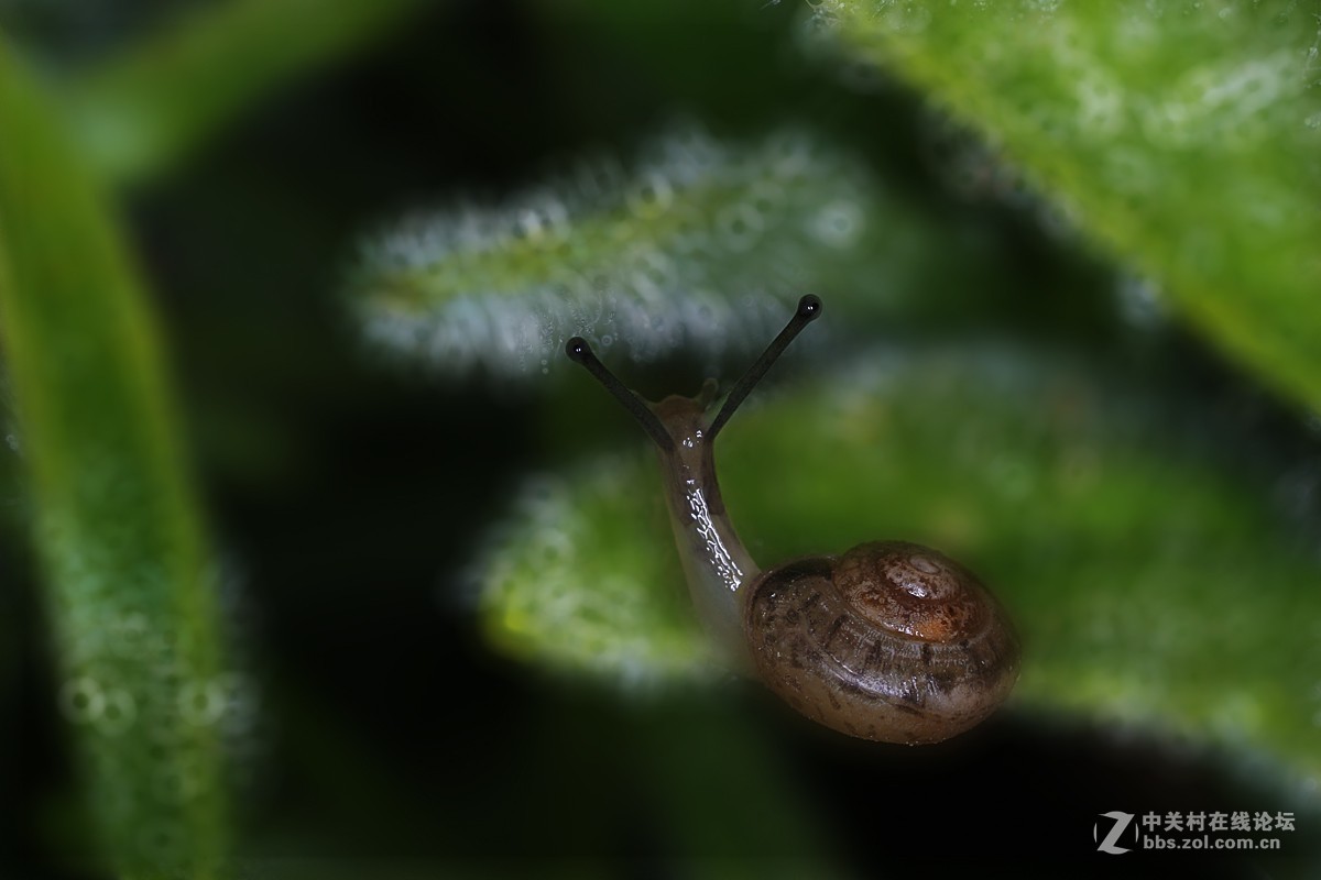 两片微距的后期