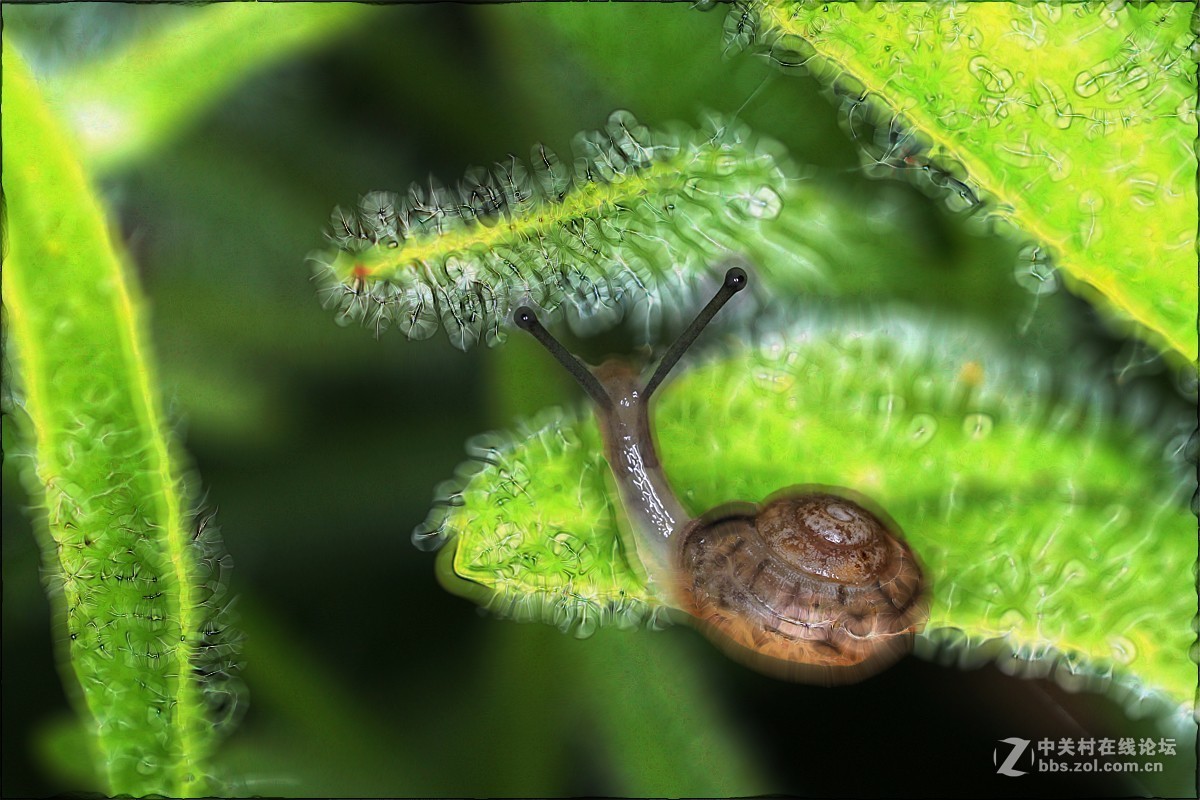 两片微距的后期