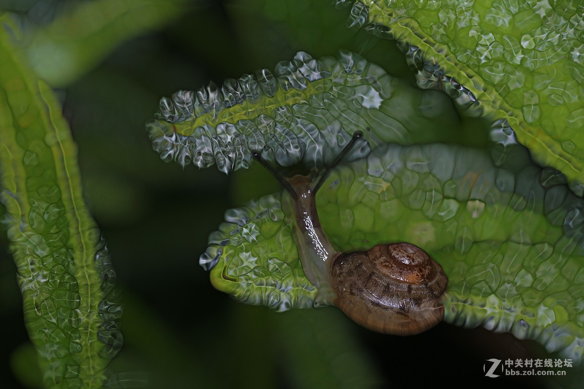 两片微距的后期