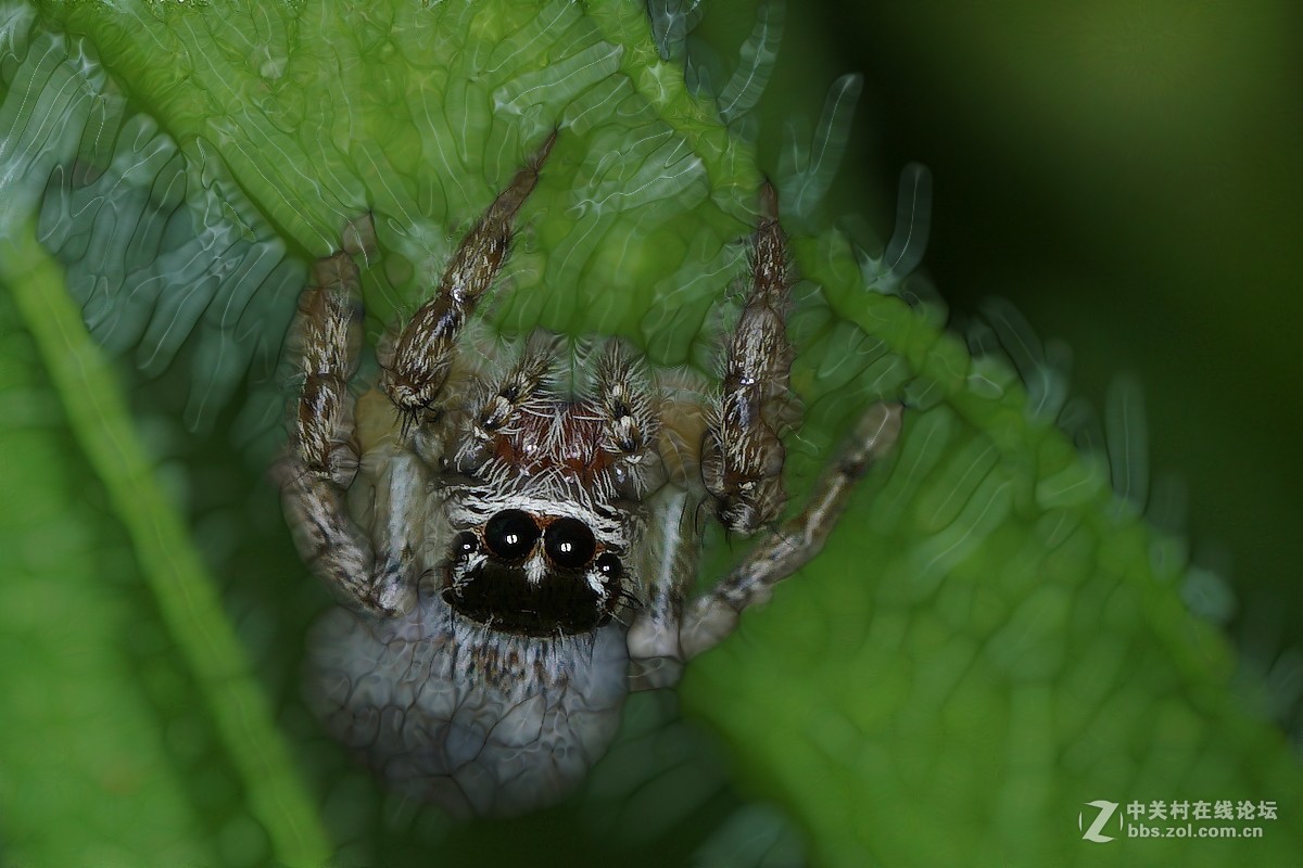 两片微距的后期