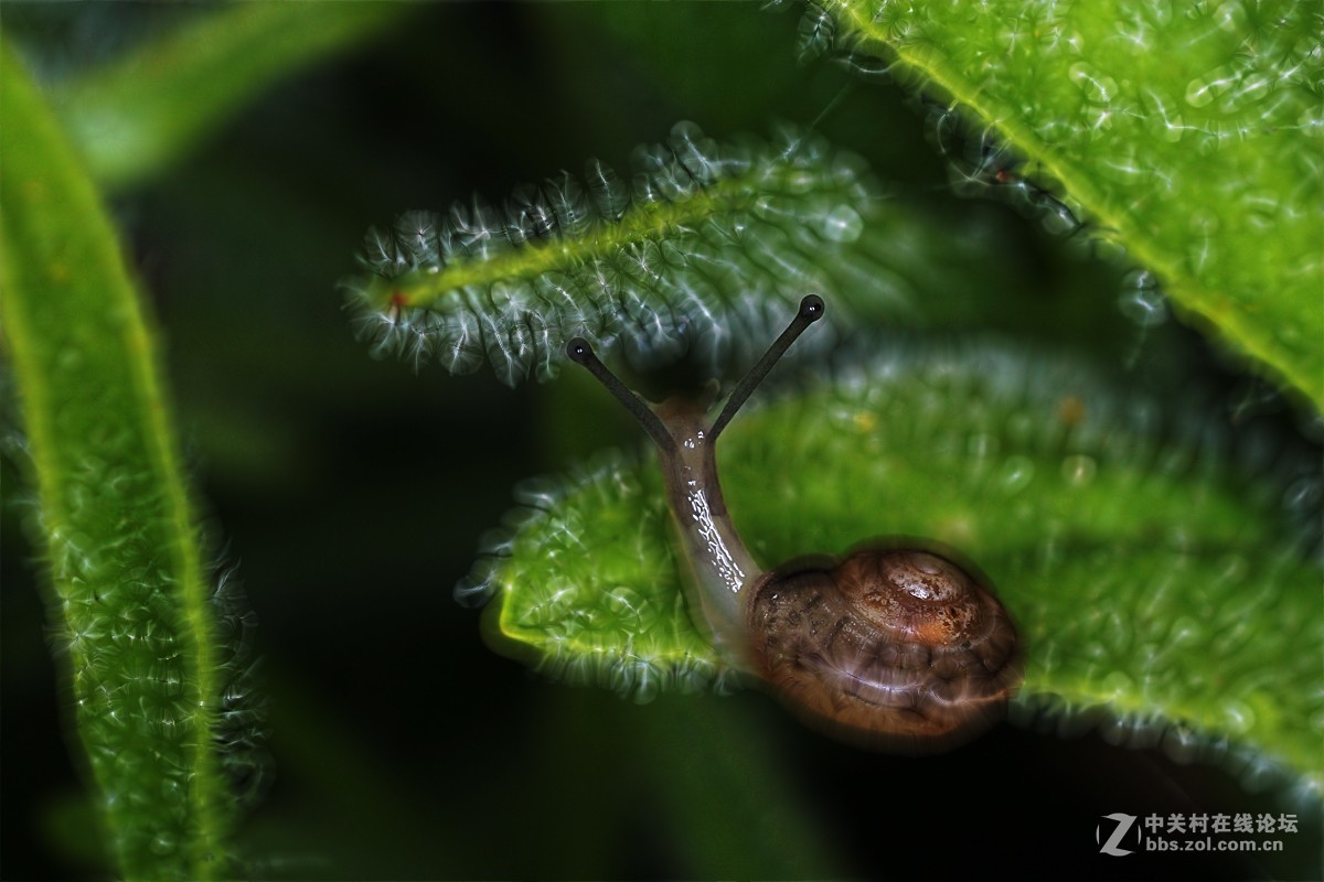 两片微距的后期