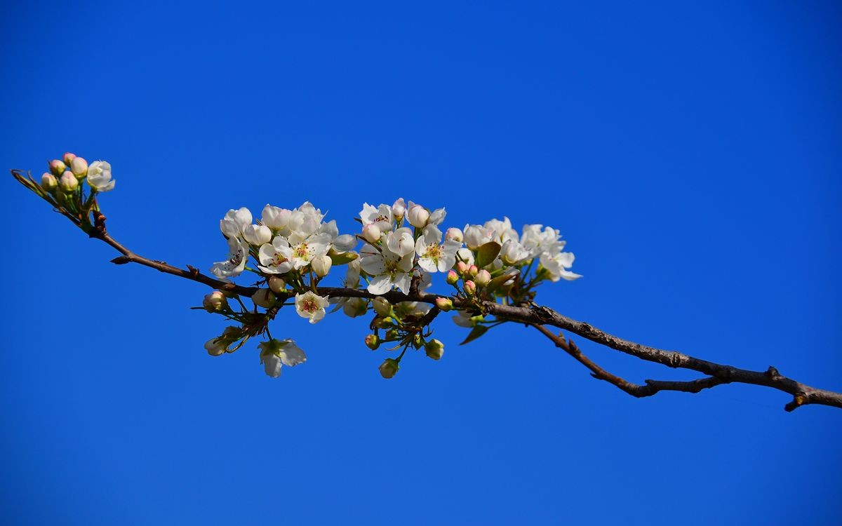 炎炎夏日……回忆春天
