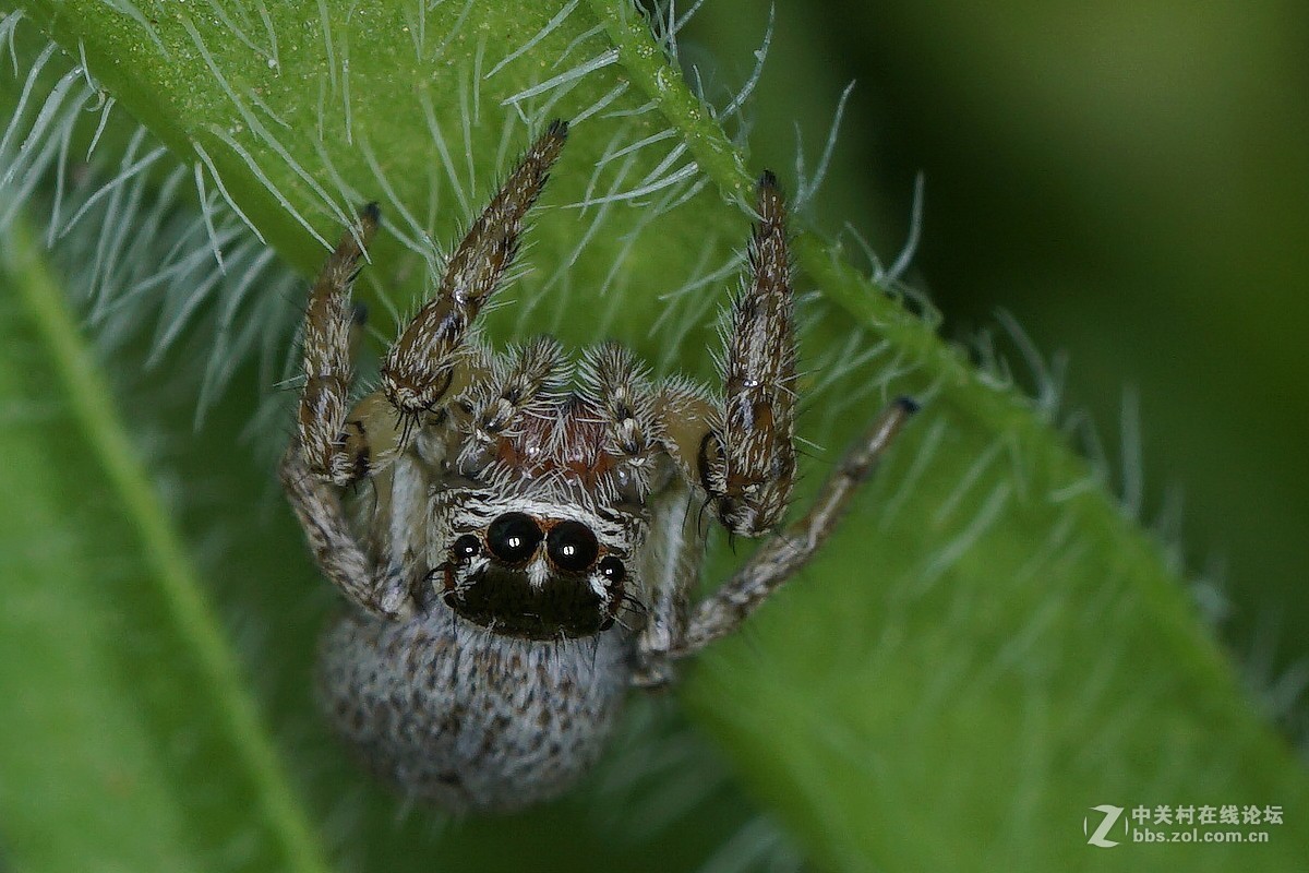 两片微距的后期
