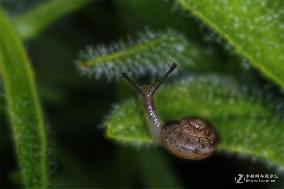 两片微距的后期
