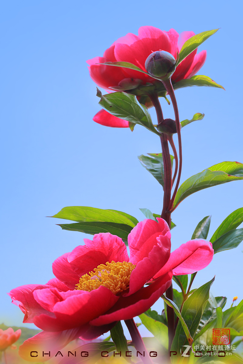 芍药花