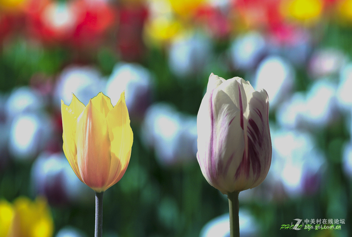 北京植物园鲜花盛开游客满园