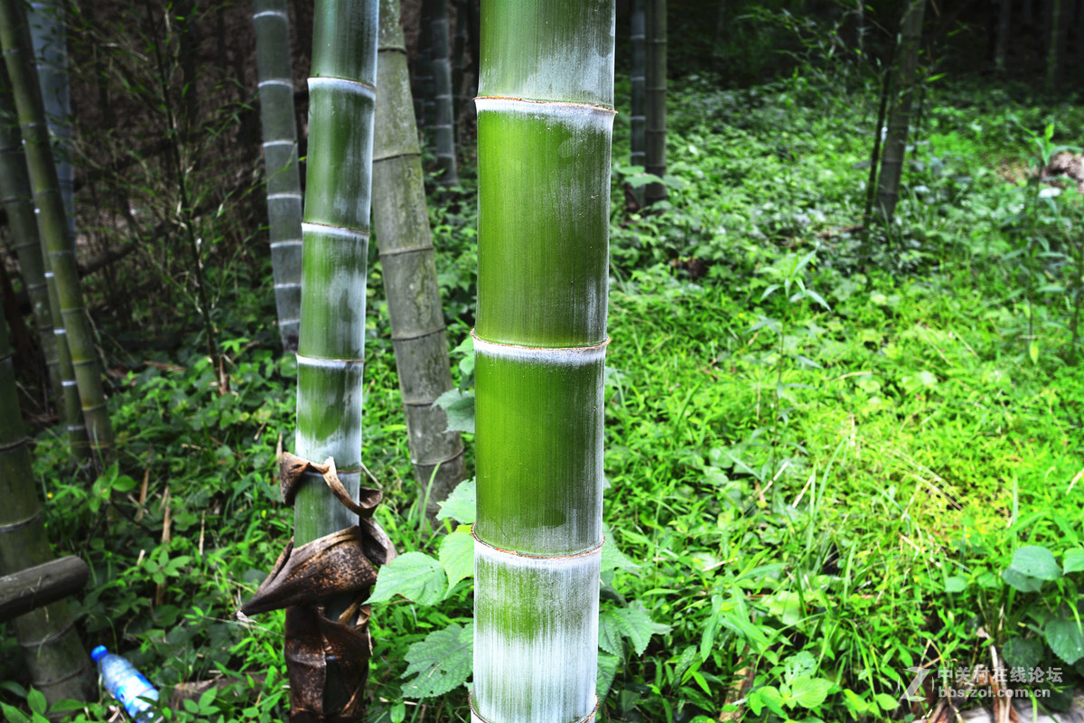 毛竹的情结试镜之二