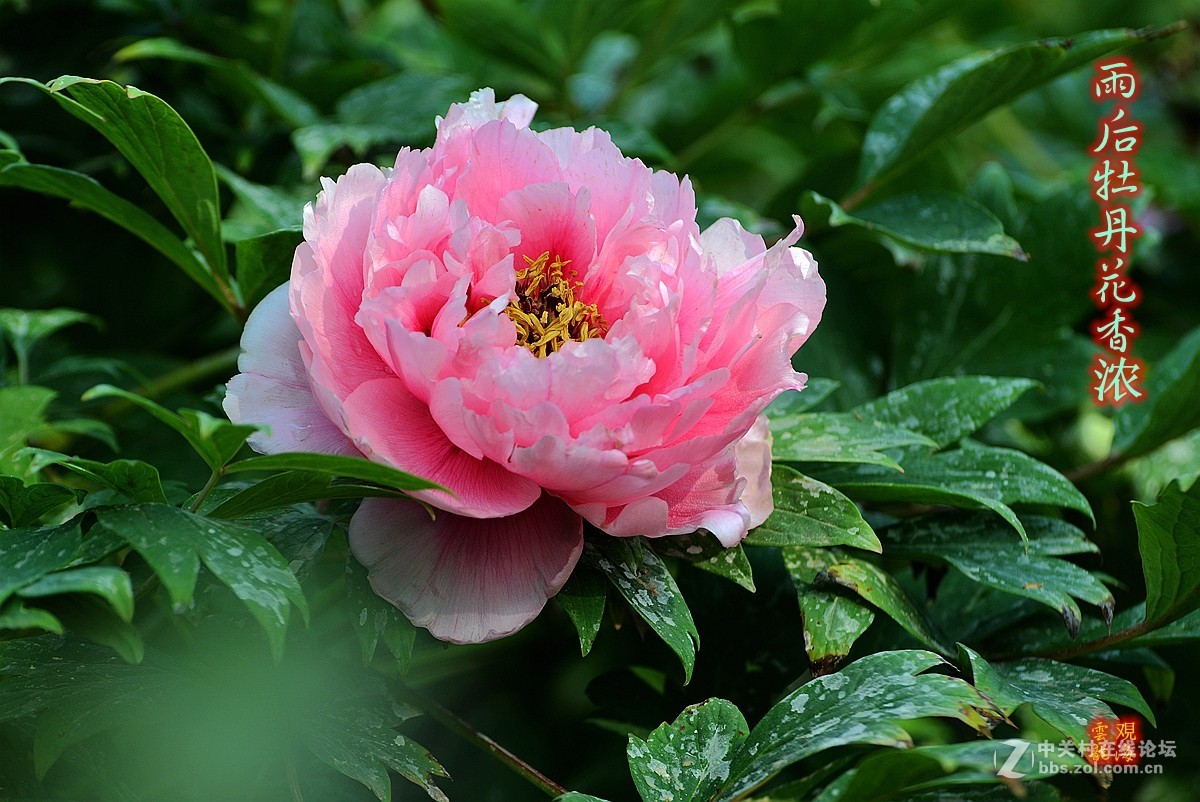 《雨后牡丹花影》祝福天下所有母亲健康快乐！