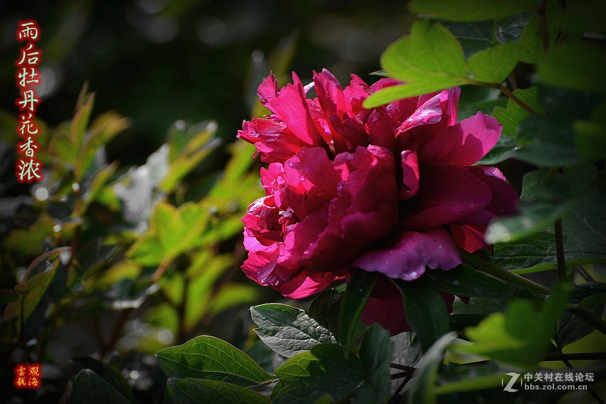 《雨后牡丹花影》祝福天下所有母亲健康快乐！