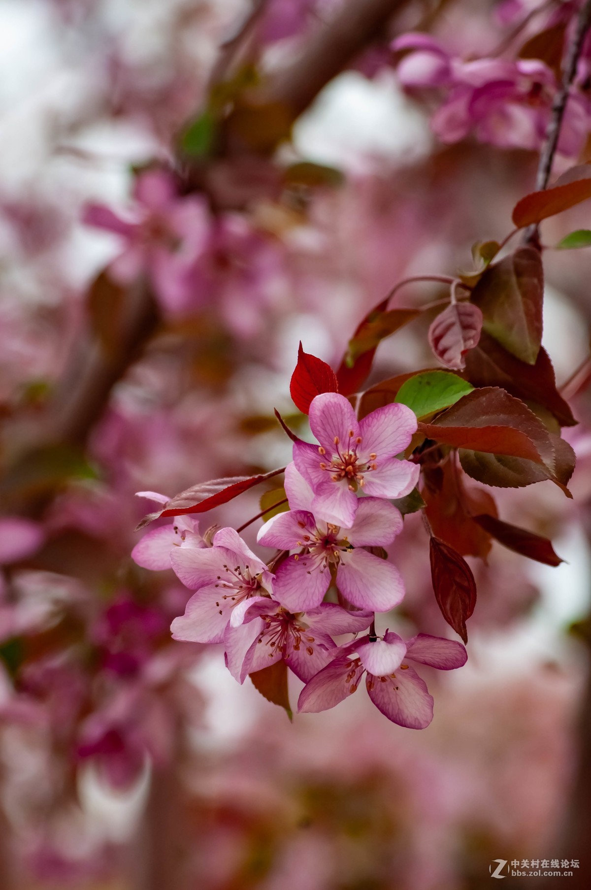 路上树花不错，纸炮心痒立功。