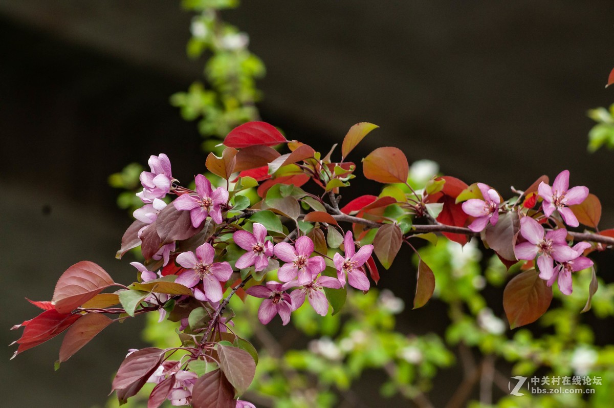 路上树花不错，纸炮心痒立功。
