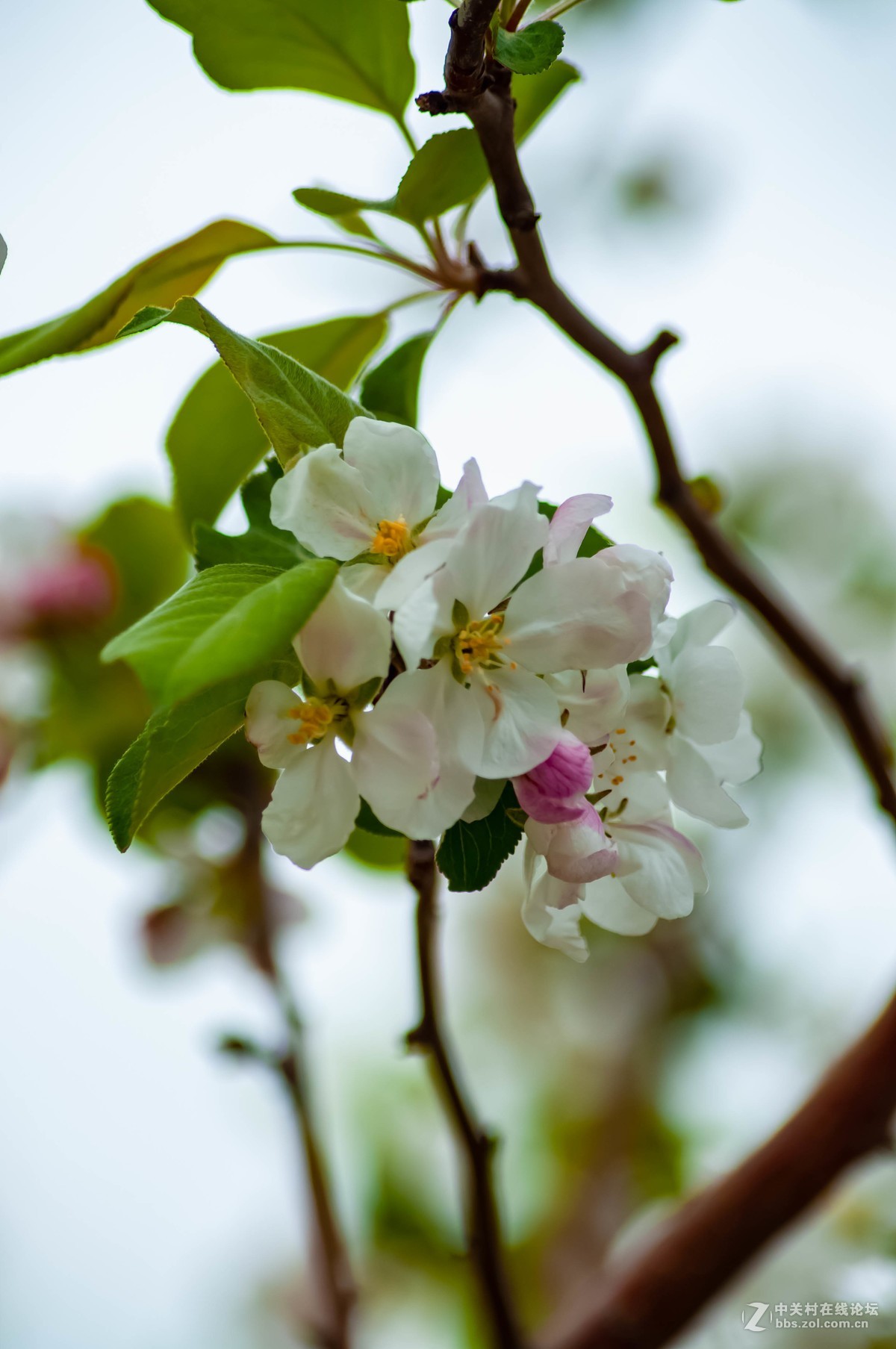 路上树花不错，纸炮心痒立功。
