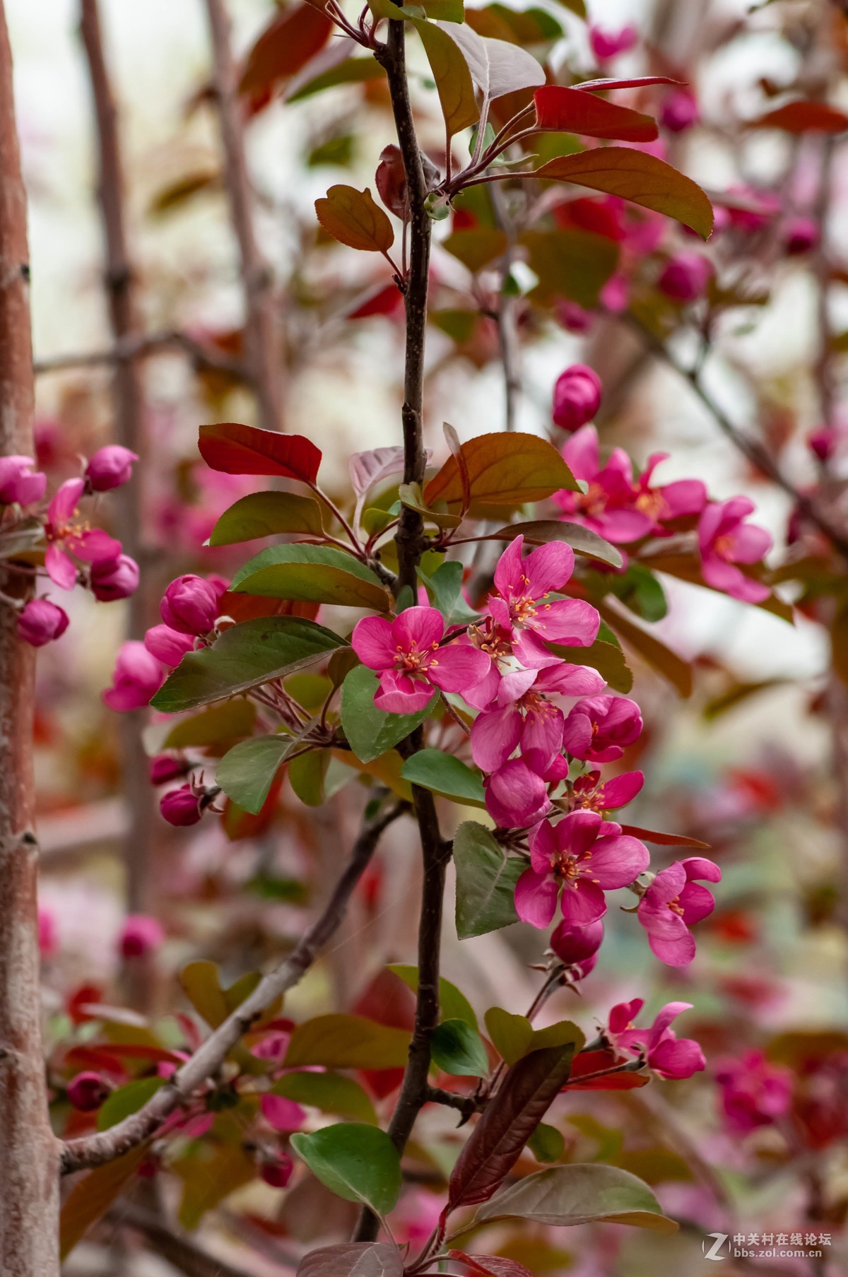 路上树花不错，纸炮心痒立功。