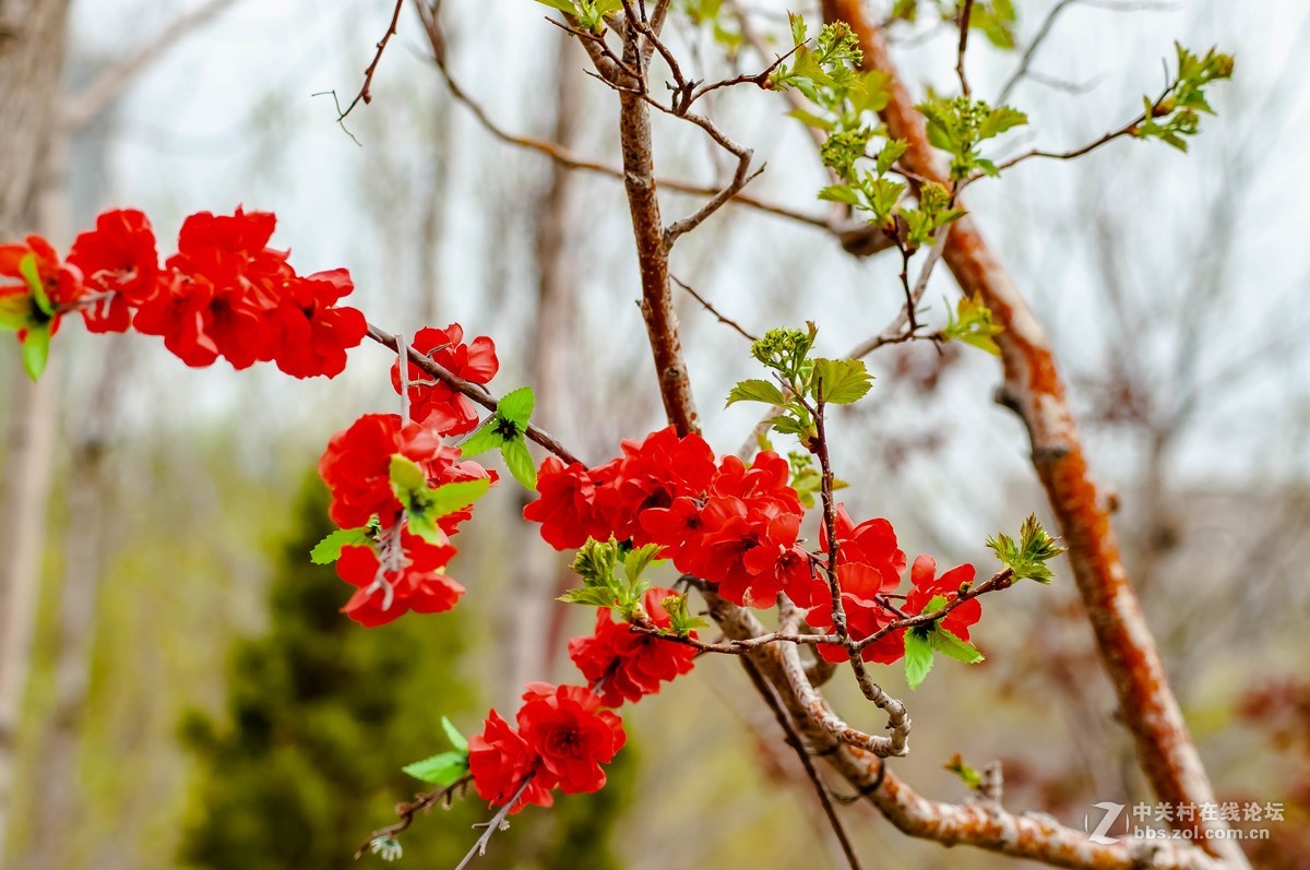 路上树花不错，纸炮心痒立功。