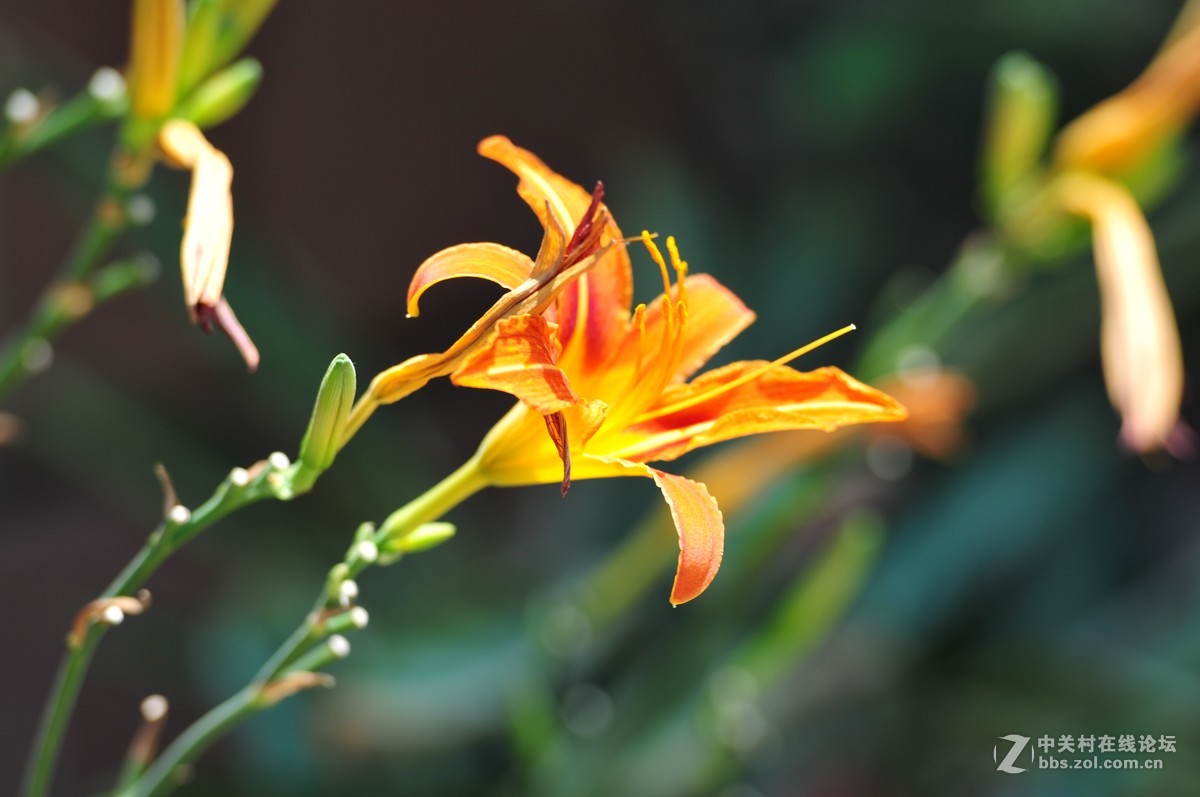 大竹炮拍忘忧草！效果棒棒哒！