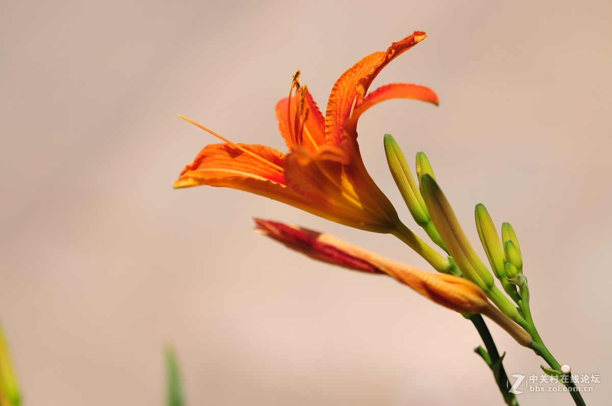 大竹炮拍忘忧草！效果棒棒哒！