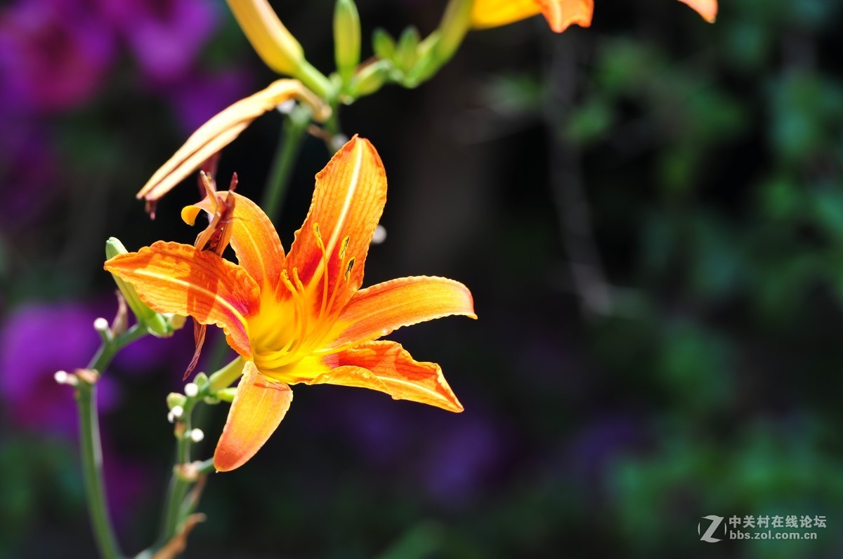 大竹炮拍忘忧草！效果棒棒哒！