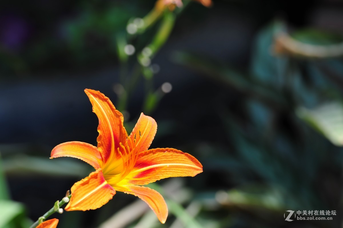 大竹炮拍忘忧草！效果棒棒哒！