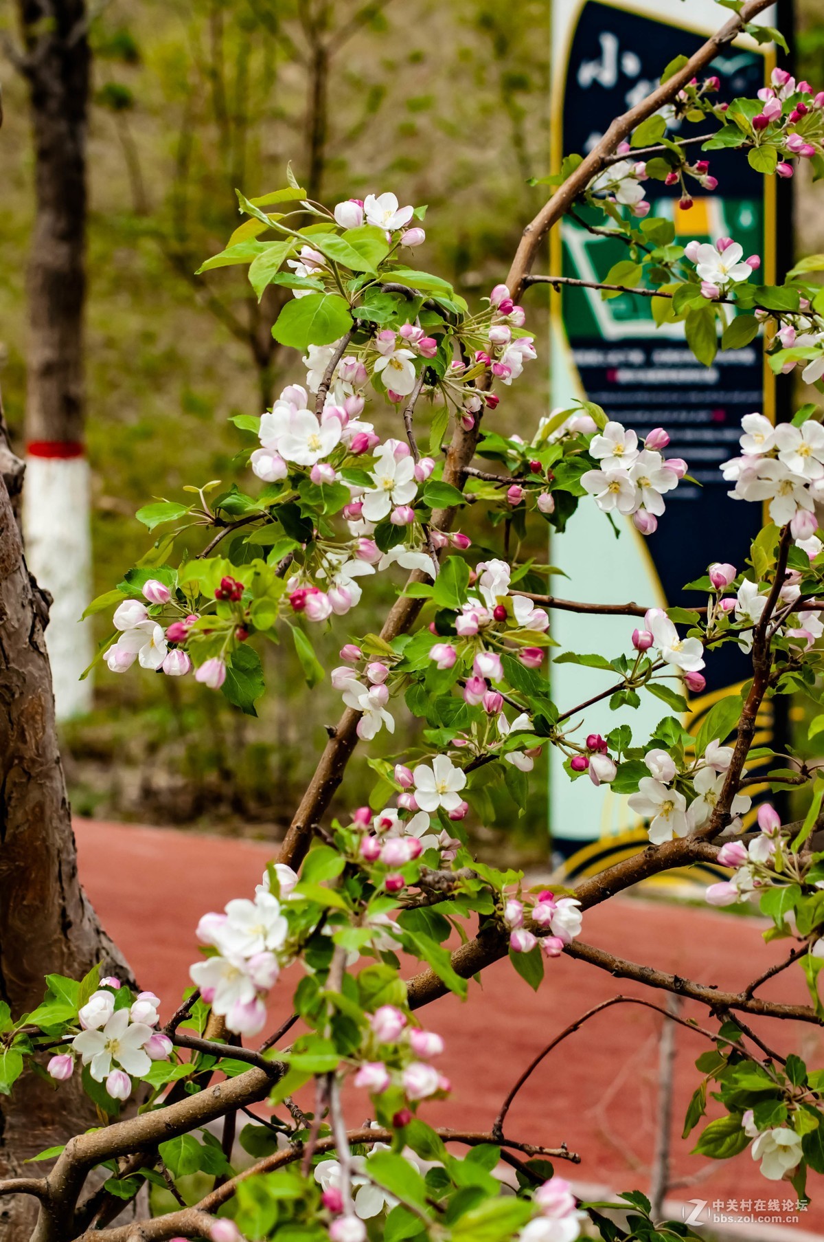 路上树花不错，纸炮心痒立功。