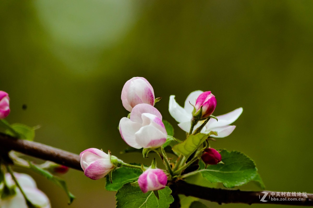 路上树花不错，纸炮心痒立功。