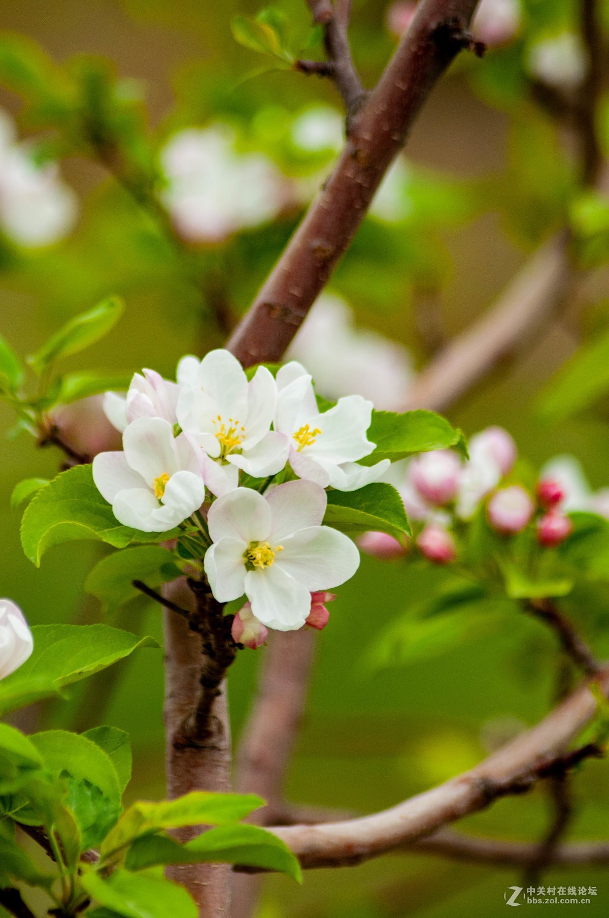 路上树花不错，纸炮心痒立功。