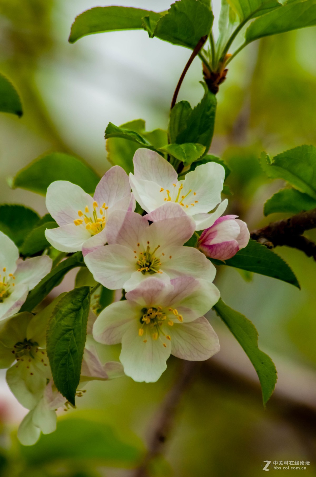 路上树花不错，纸炮心痒立功。
