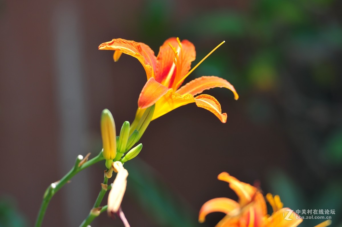 大竹炮拍忘忧草！效果棒棒哒！