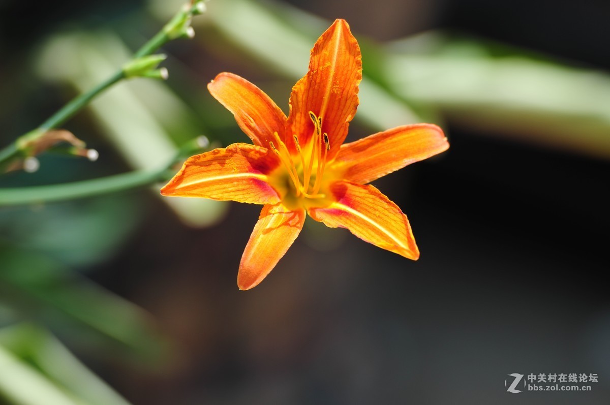 大竹炮拍忘忧草！效果棒棒哒！