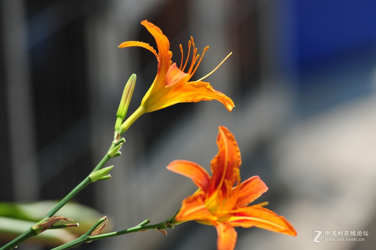 大竹炮拍忘忧草！效果棒棒哒！