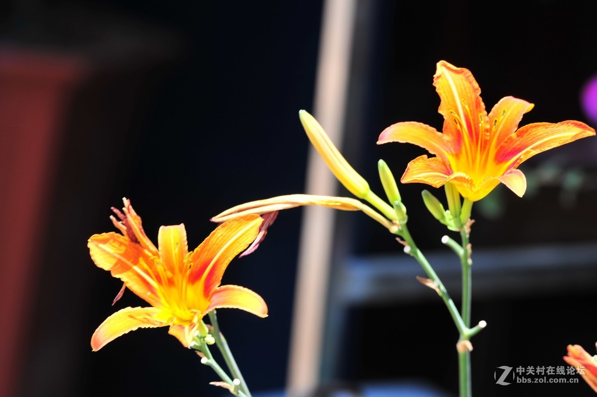 大竹炮拍忘忧草！效果棒棒哒！