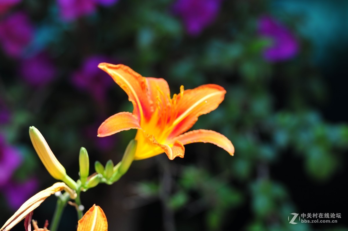 大竹炮拍忘忧草！效果棒棒哒！