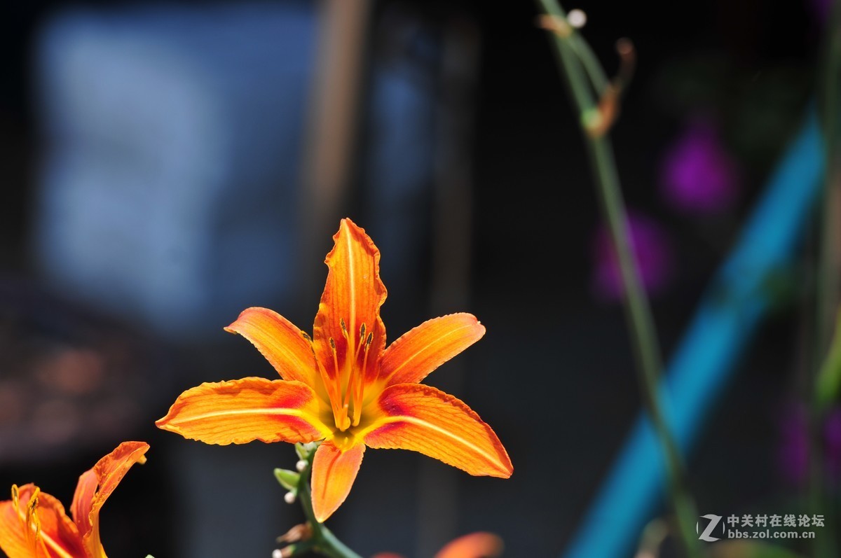 大竹炮拍忘忧草！效果棒棒哒！