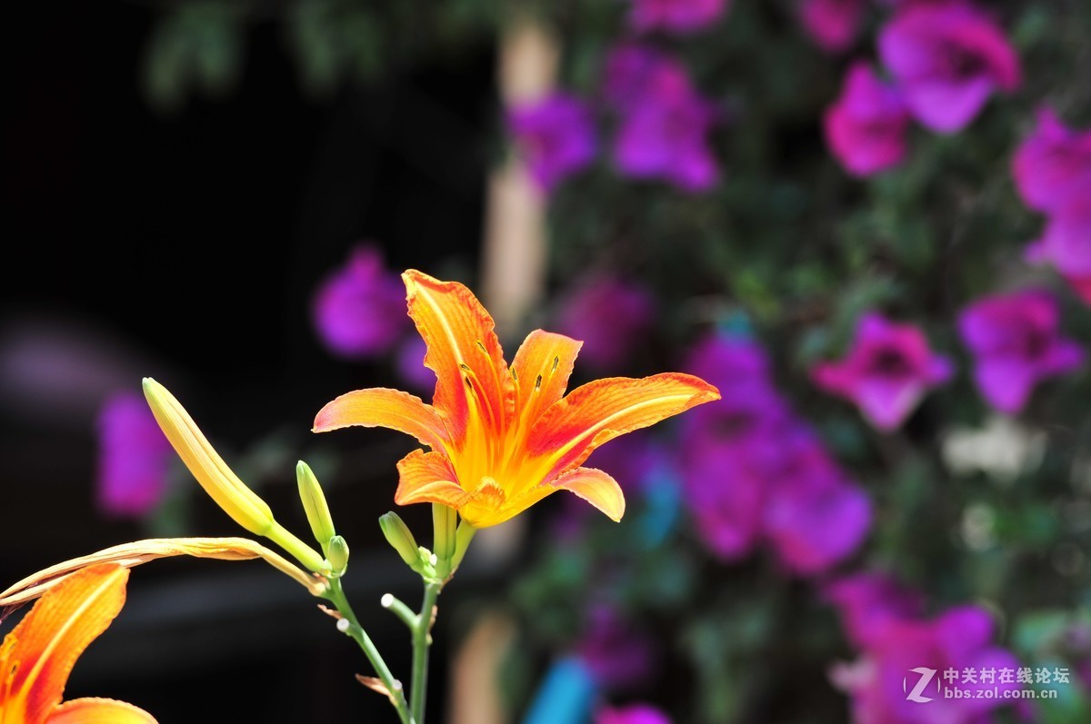 大竹炮拍忘忧草！效果棒棒哒！