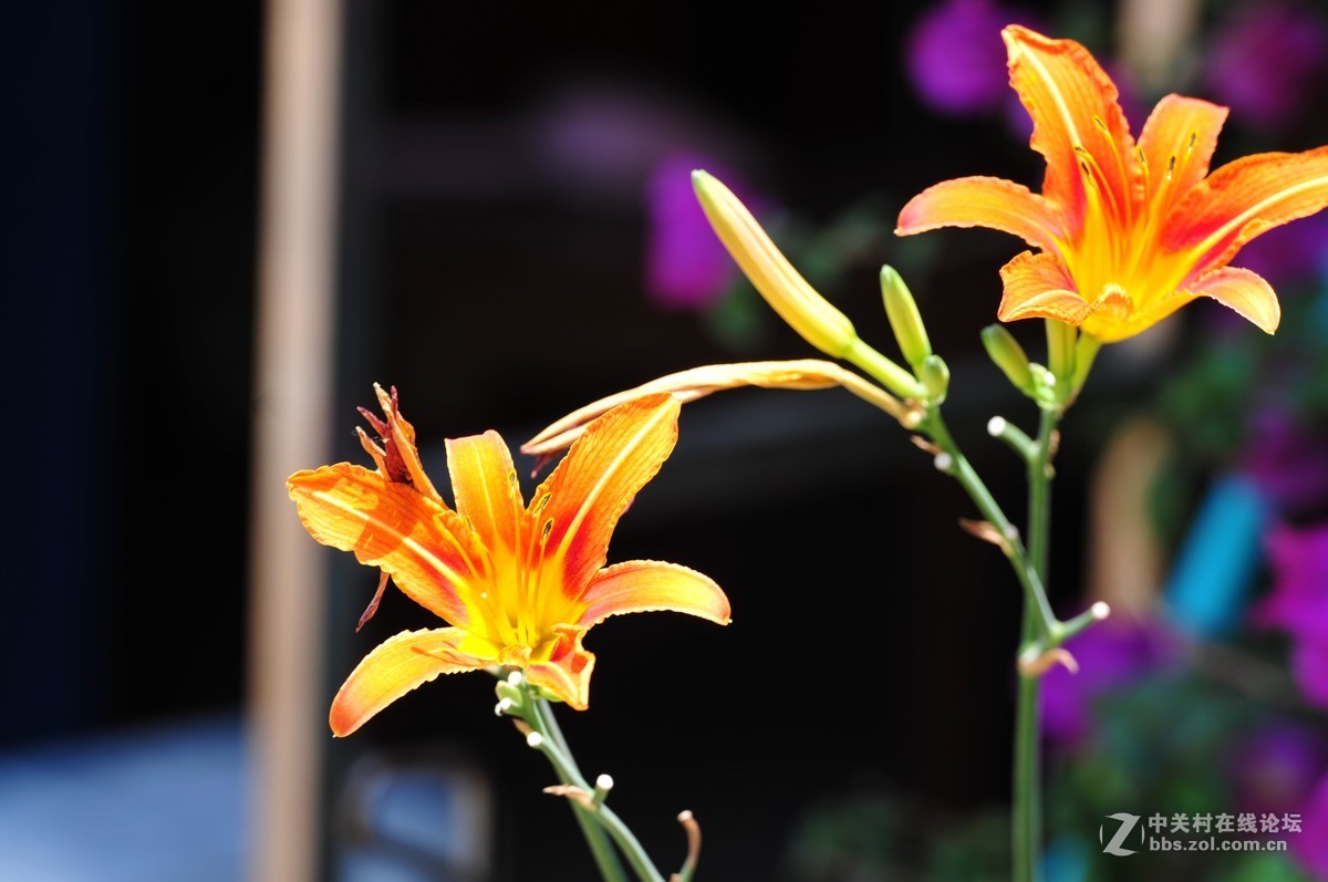 大竹炮拍忘忧草！效果棒棒哒！