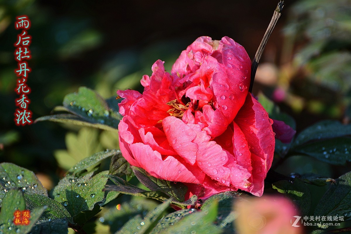 《雨后牡丹花影》祝福天下所有母亲健康快乐！