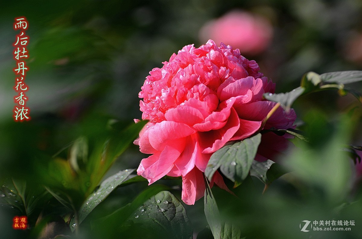 《雨后牡丹花影》祝福天下所有母亲健康快乐！