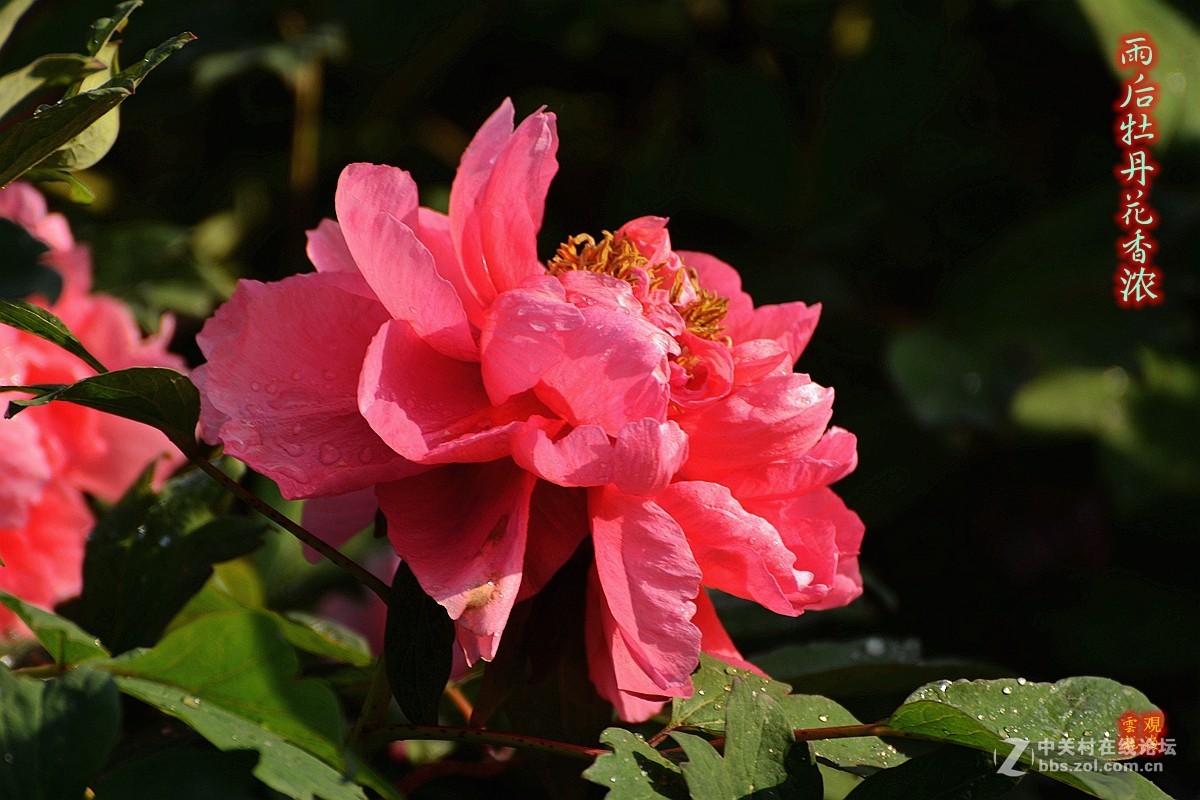 《雨后牡丹花影》祝福天下所有母亲健康快乐！