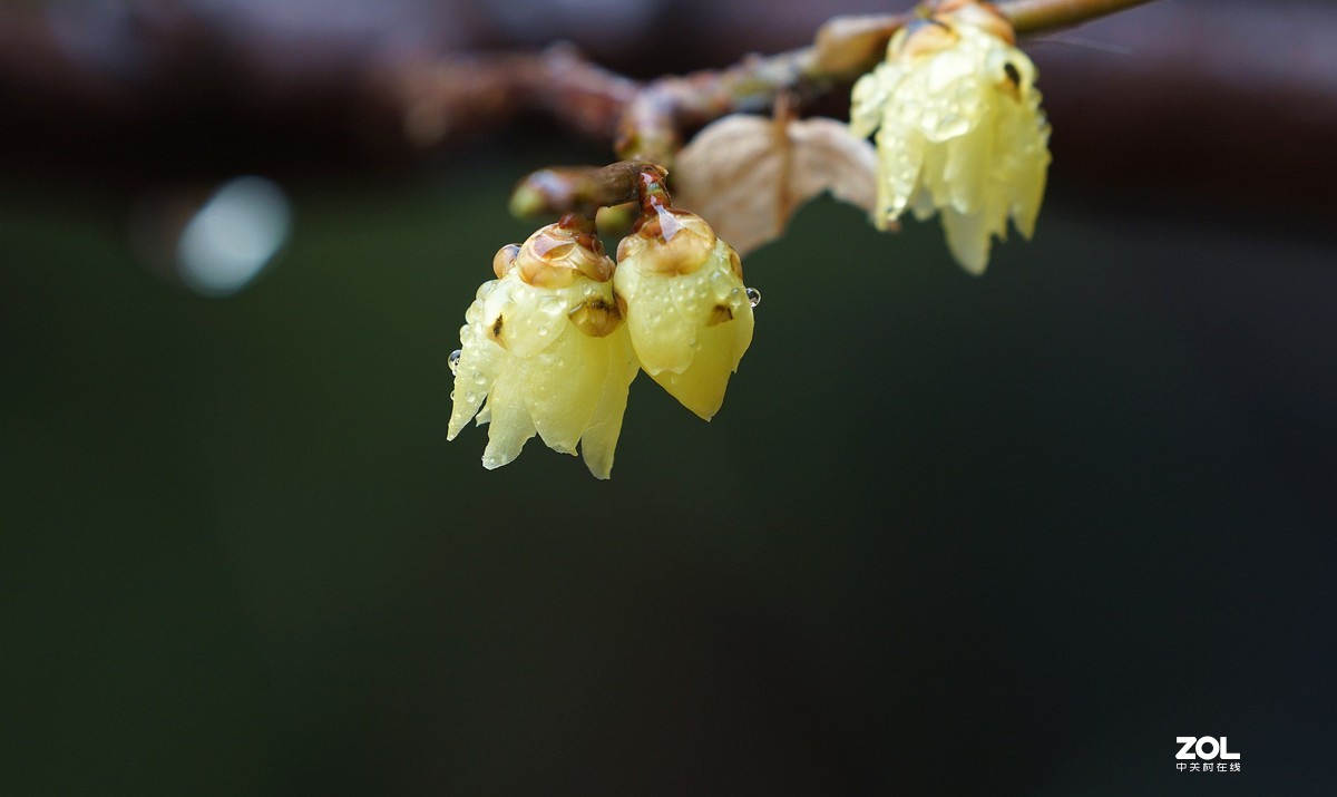 A6000加长焦拍蜡梅