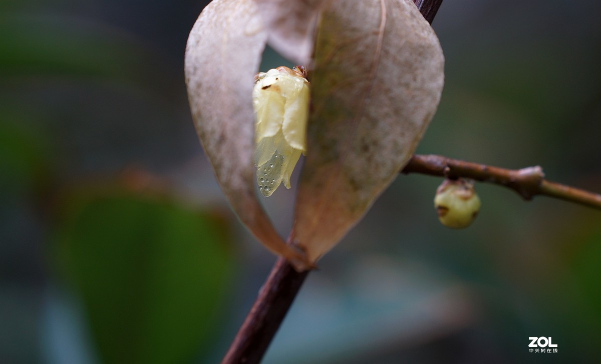 A6000加长焦拍蜡梅