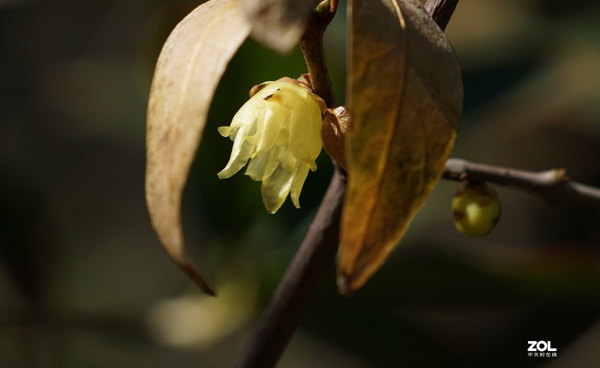 A6000加长焦拍蜡梅