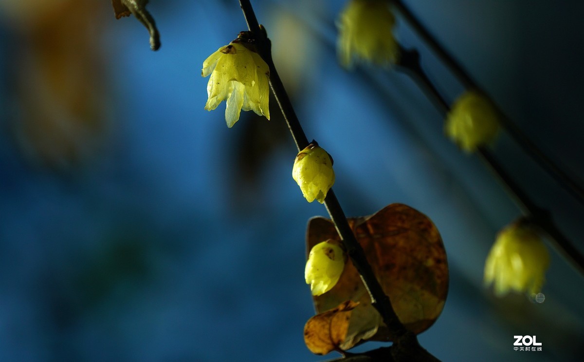 A6000加长焦拍蜡梅