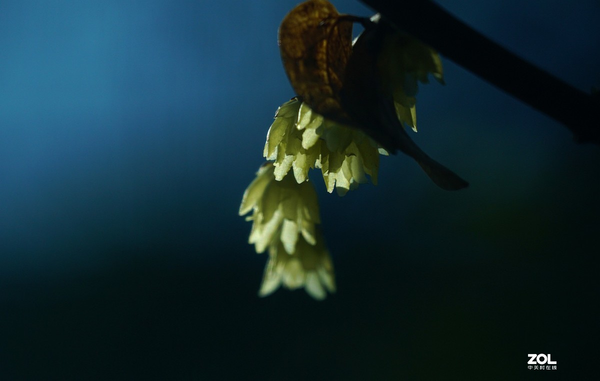 A6000加长焦拍蜡梅