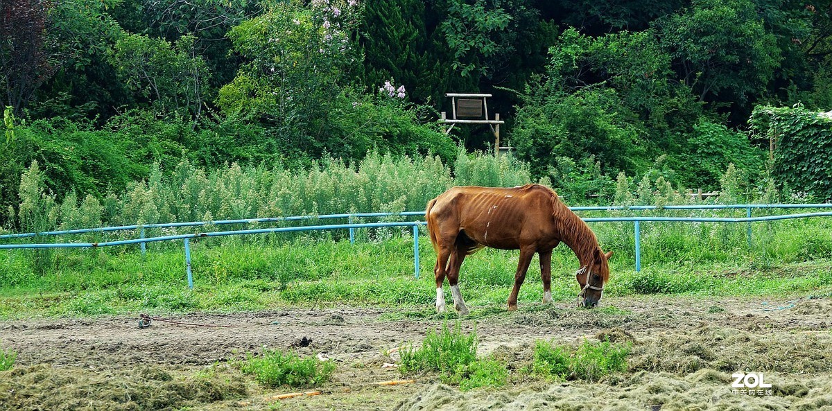 旅游--扬州动物园随拍《7》