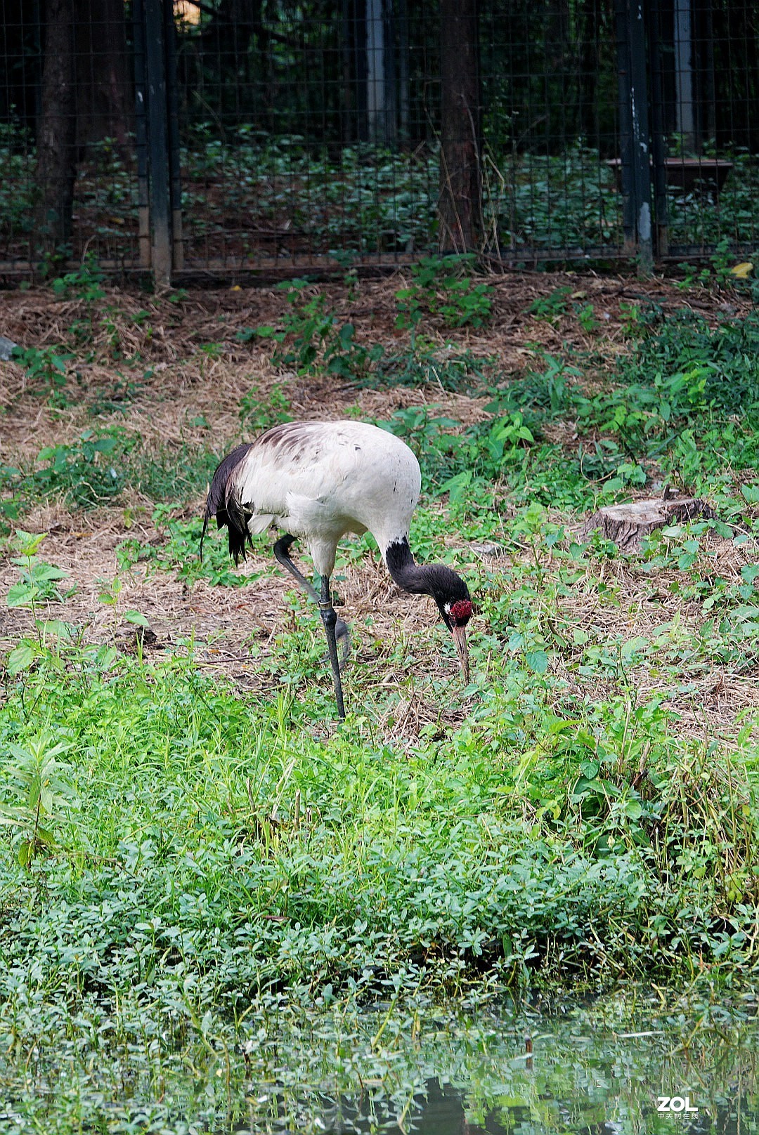 旅游--扬州动物园随拍《7》