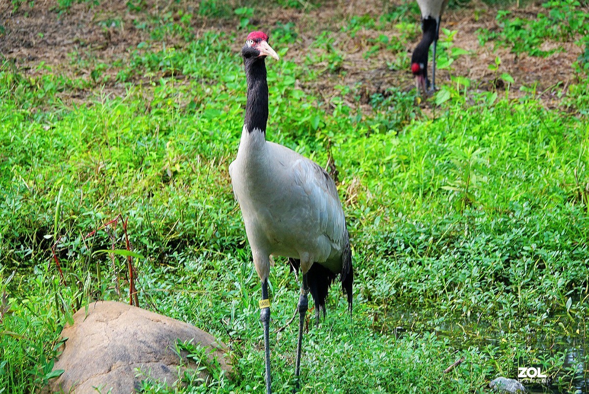 旅游--扬州动物园随拍《7》