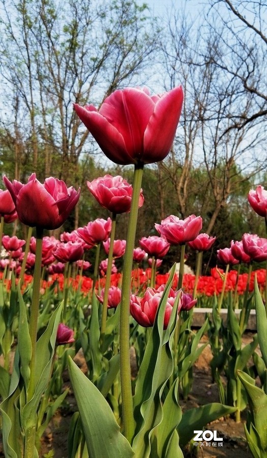 郁金香牡丹交相辉映