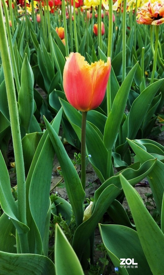 郁金香牡丹交相辉映