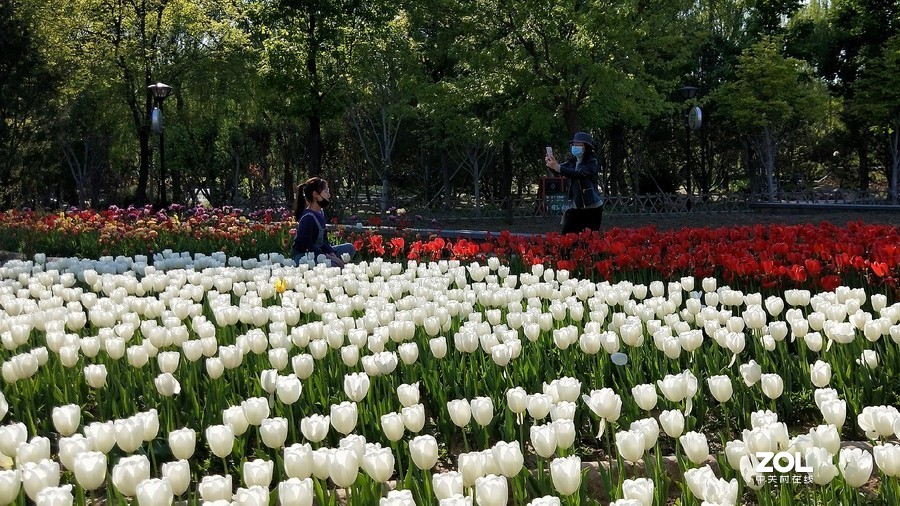 郁金香牡丹交相辉映