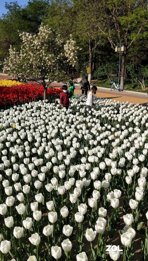 郁金香牡丹交相辉映