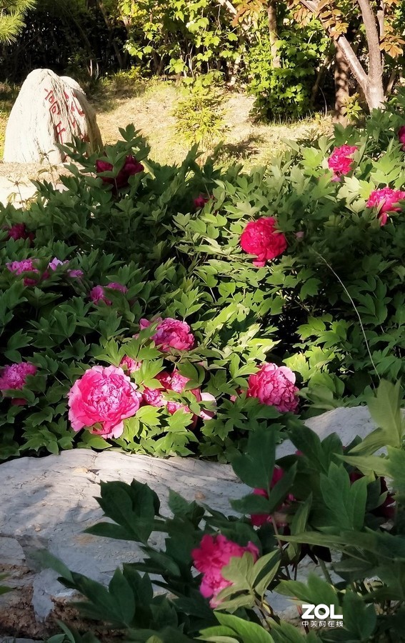 郁金香牡丹交相辉映